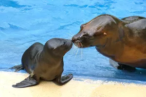 Die Robben Kelo und Yuna aus dem Heidelberger Zoo beschnuppern sich gegenseitig am Randes des Wasserbeckens.