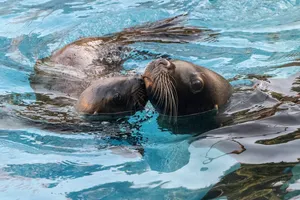 Die Robbe Kelo mit ihrem Jungen Yuna beim Spielen im Wasser.