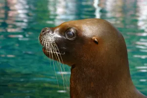 Das Bild zeigt die Robbe Kelo vom Heidelberger Zoo.